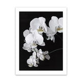 Shop Orchid Art Print-Black, Florals, Hamptons, Portrait, Scandinavian, View All, White-framed painted poster wall decor artwork