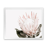 Shop Pink King Protea Flower II Photo Art Print-Botanicals, Florals, Hamptons, Landscape, Nature, Photography, Pink, View All, White-framed poster wall decor artwork