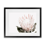 Shop Pink King Protea Flower II Photo Art Print-Botanicals, Florals, Hamptons, Landscape, Nature, Photography, Pink, View All, White-framed poster wall decor artwork
