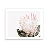 Shop Pink King Protea Flower II Photo Art Print-Botanicals, Florals, Hamptons, Landscape, Nature, Photography, Pink, View All, White-framed poster wall decor artwork