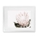 Shop Pink King Protea Flower II Photo Art Print-Botanicals, Florals, Hamptons, Landscape, Nature, Photography, Pink, View All, White-framed poster wall decor artwork
