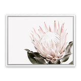 Shop Pink King Protea Flower II Photo Canvas Art Print-Botanicals, Florals, Hamptons, Landscape, Nature, Photography, Photography Canvas Prints, Pink, View All, White-framed wall decor artwork