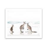Shop Three Kangaroos Photo Art Print-Animals, Boho, Coastal, Landscape, Neutrals, Photography, View All, White-framed poster wall decor artwork