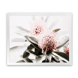 Shop Waratah Flowers Photo Art Print-Botanicals, Florals, Green, Hamptons, Landscape, Nature, Photography, Pink, View All-framed poster wall decor artwork