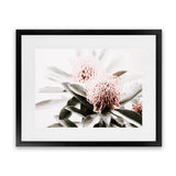 Shop Waratah Flowers Photo Art Print-Botanicals, Florals, Green, Hamptons, Landscape, Nature, Photography, Pink, View All-framed poster wall decor artwork