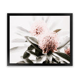Shop Waratah Flowers Photo Art Print-Botanicals, Florals, Green, Hamptons, Landscape, Nature, Photography, Pink, View All-framed poster wall decor artwork