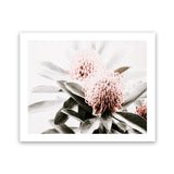Shop Waratah Flowers Photo Art Print-Botanicals, Florals, Green, Hamptons, Landscape, Nature, Photography, Pink, View All-framed poster wall decor artwork