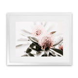 Shop Waratah Flowers Photo Art Print-Botanicals, Florals, Green, Hamptons, Landscape, Nature, Photography, Pink, View All-framed poster wall decor artwork