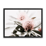 Shop Waratah Flowers Photo Canvas Art Print-Botanicals, Florals, Green, Hamptons, Landscape, Nature, Photography, Photography Canvas Prints, Pink, View All-framed wall decor artwork