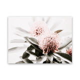 Shop Waratah Flowers Photo Canvas Art Print-Botanicals, Florals, Green, Hamptons, Landscape, Nature, Photography, Photography Canvas Prints, Pink, View All-framed wall decor artwork