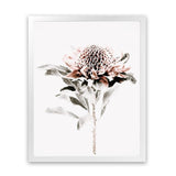 Shop Waratah II Photo Art Print-Botanicals, Florals, Hamptons, Nature, Photography, Pink, Portrait, View All, White-framed poster wall decor artwork