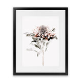 Shop Waratah II Photo Art Print-Botanicals, Florals, Hamptons, Nature, Photography, Pink, Portrait, View All, White-framed poster wall decor artwork