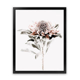 Shop Waratah II Photo Art Print-Botanicals, Florals, Hamptons, Nature, Photography, Pink, Portrait, View All, White-framed poster wall decor artwork