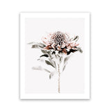 Shop Waratah II Photo Art Print-Botanicals, Florals, Hamptons, Nature, Photography, Pink, Portrait, View All, White-framed poster wall decor artwork