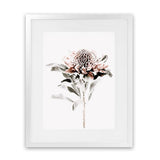 Shop Waratah II Photo Art Print-Botanicals, Florals, Hamptons, Nature, Photography, Pink, Portrait, View All, White-framed poster wall decor artwork