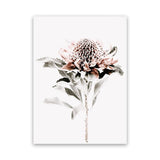 Shop Waratah II Photo Canvas Art Print-Botanicals, Florals, Hamptons, Nature, Photography, Photography Canvas Prints, Pink, Portrait, View All, White-framed wall decor artwork