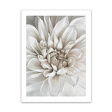 Shop White Dahlia Art Print-Florals, Hamptons, Portrait, View All, White-framed painted poster wall decor artwork