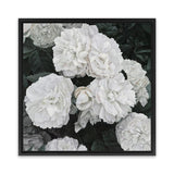 Shop White English Roses (Square) Canvas Art Print-Botanicals, Florals, Hamptons, Square, View All, White-framed wall decor artwork
