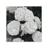 Shop White English Roses (Square) Canvas Art Print-Botanicals, Florals, Hamptons, Square, View All, White-framed wall decor artwork