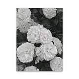 Shop White English Roses Canvas Art Print-Florals, Green, Hamptons, Portrait, View All, White-framed wall decor artwork