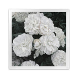Shop White English Roses (Square) Art Print-Botanicals, Florals, Hamptons, Square, View All, White-framed painted poster wall decor artwork