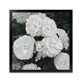 Shop White English Roses (Square) Art Print-Botanicals, Florals, Hamptons, Square, View All, White-framed painted poster wall decor artwork