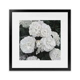 Shop White English Roses (Square) Art Print-Botanicals, Florals, Hamptons, Square, View All, White-framed painted poster wall decor artwork