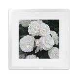 Shop White English Roses (Square) Art Print-Botanicals, Florals, Hamptons, Square, View All, White-framed painted poster wall decor artwork