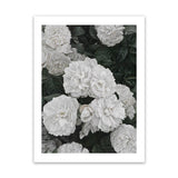 Shop White English Roses Art Print-Florals, Green, Hamptons, Portrait, View All, White-framed painted poster wall decor artwork