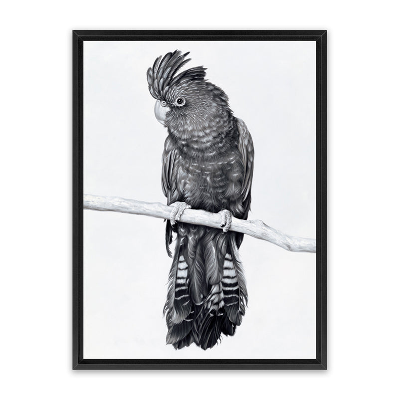 Shop Black Cockatoo Canvas Art Print-Animals, Baby Nursery, Birds, Black, Portrait, Tropical, View All, White-framed wall decor artwork