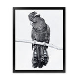 Shop Black Cockatoo Art Print-Animals, Baby Nursery, Birds, Black, Portrait, Tropical, View All, White-framed painted poster wall decor artwork