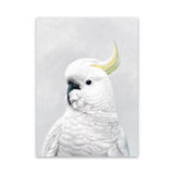 Shop White Cockatoo Canvas Art Print-Animals, Baby Nursery, Birds, Portrait, View All, White-framed wall decor artwork
