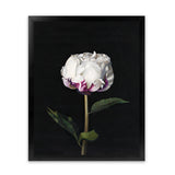 Shop Peony Art Print-Black, Florals, Hamptons, Portrait, View All-framed painted poster wall decor artwork