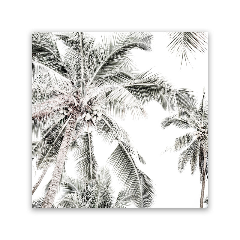 Shop Coconut Palms (Square) Photo Canvas Art Print-Boho, Coastal, Green, Hamptons, Photography, Photography Canvas Prints, Square, Tropical, View All, White-framed wall decor artwork