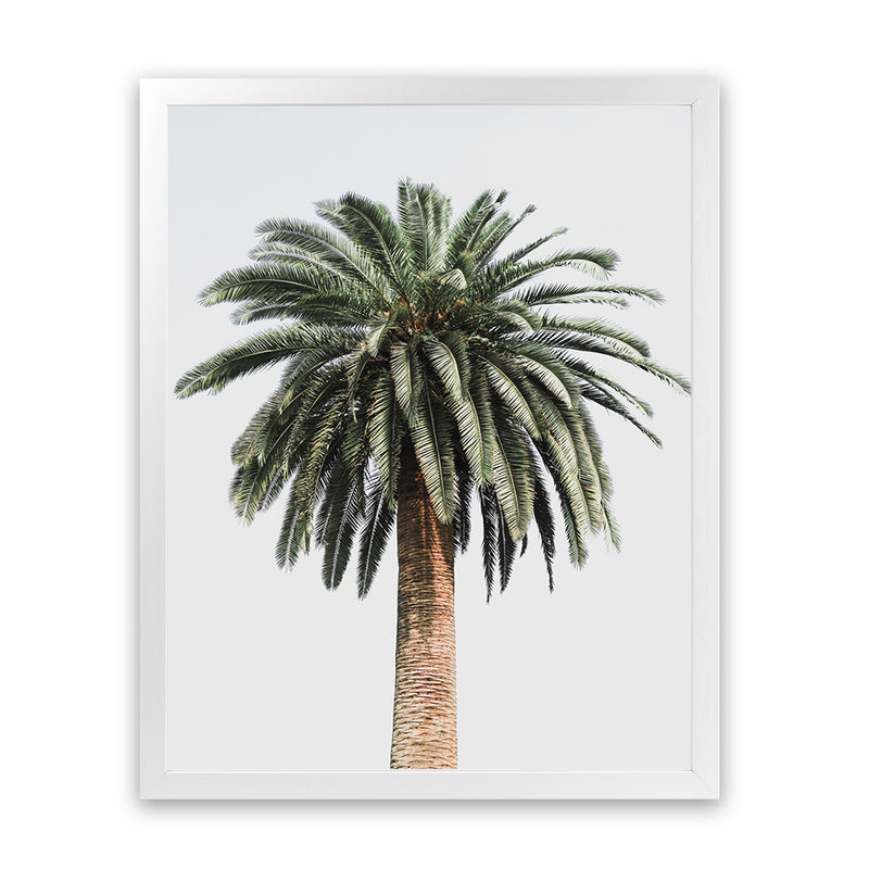coconut palm art Coconut Palm Tree Photo Art Print