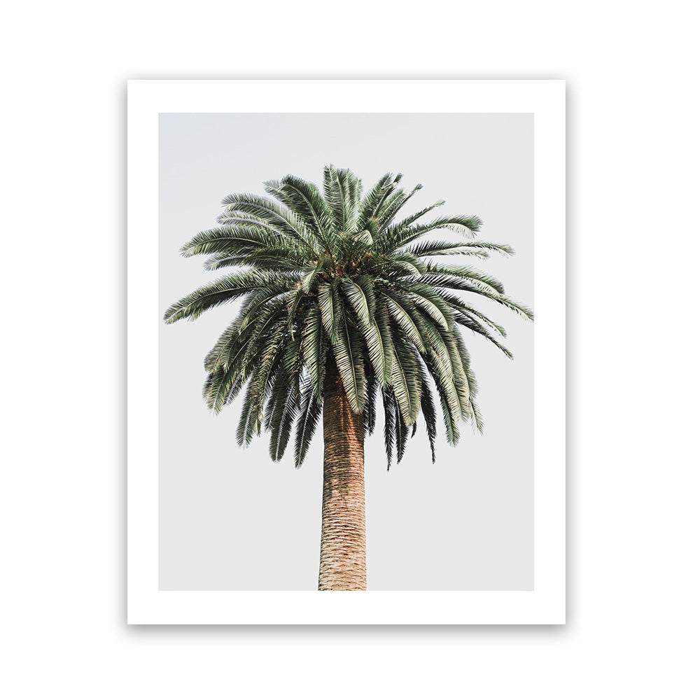 coconut palm print Coconut Palm Tree Photo Art Print