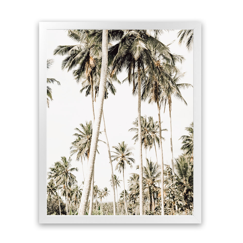 coconut palm print Coconut Palm Plantation Photo Art Print