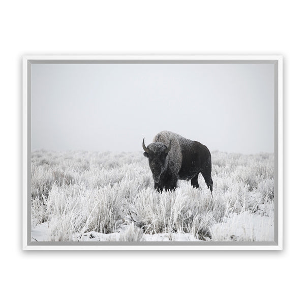 Shop Snow Buffalo Photo Canvas Art Print-Animals, Grey, Horizontal, Landscape, Photography, Photography Canvas Prints, Rectangle, View All-framed wall decor artwork