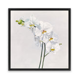 Shop White Orchid Stems (Square) Canvas Art Print-Botanicals, Florals, Hamptons, Neutrals, Square, View All, White-framed wall decor artwork