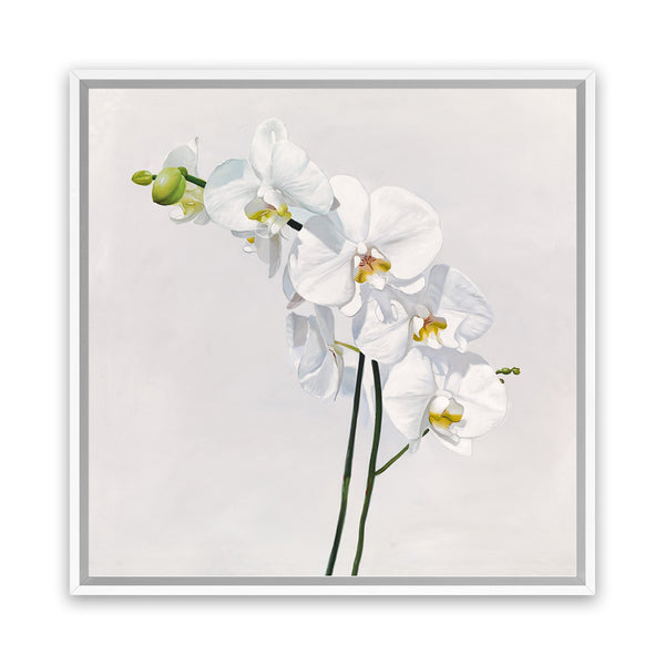 Shop White Orchid Stems (Square) Canvas Art Print-Botanicals, Florals, Hamptons, Neutrals, Square, View All, White-framed wall decor artwork