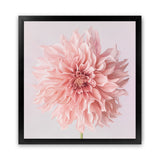 Shop Pink Dahlia (Square) Art Print-Botanicals, Florals, Hamptons, Pink, Square, View All-framed painted poster wall decor artwork