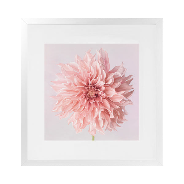 Shop Pink Dahlia (Square) Art Print-Botanicals, Florals, Hamptons, Pink, Square, View All-framed painted poster wall decor artwork