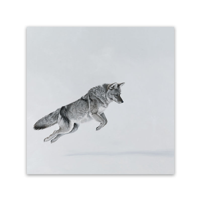 Shop Snow Fox (Square) Canvas Art Print-Animals, Baby Nursery, Grey, Neutrals, Scandinavian, Square, View All-framed wall decor artwork