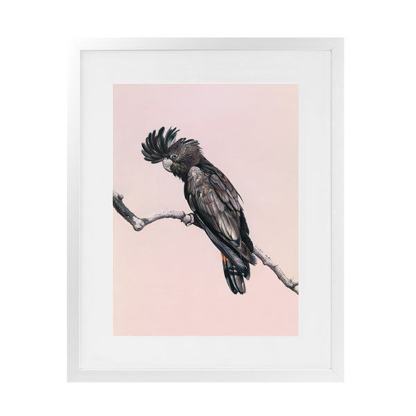 Shop George The Black Cockatoo (Pink) Art Print-Animals, Baby Nursery, Birds, Black, Pink, Portrait, Rectangle, View All-framed painted poster wall decor artwork