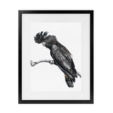 Shop George The Black Cockatoo (White) Art Print-Animals, Birds, Black, Portrait, Rectangle, View All, White-framed painted poster wall decor artwork