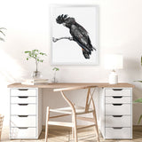 Shop George The Black Cockatoo (White) Art Print-Animals, Birds, Black, Portrait, Rectangle, View All, White-framed painted poster wall decor artwork