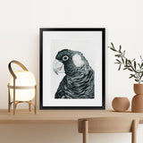 Shop Jimmy The Black Cockatoo Art Print-Animals, Birds, Black, Grey, Portrait, Rectangle, View All-framed painted poster wall decor artwork
