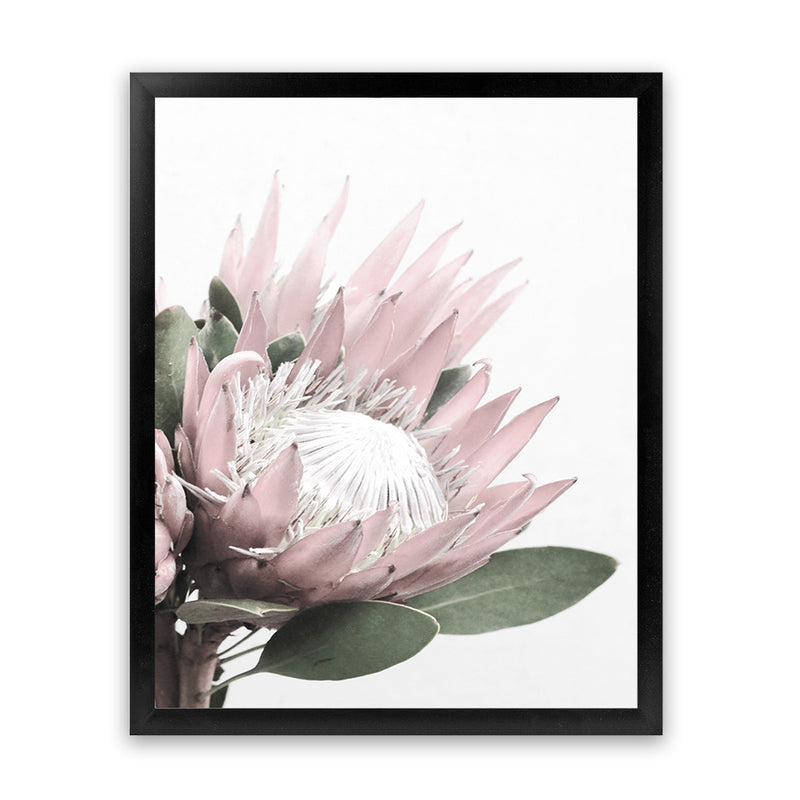 Shop Protea 2 Photo Art Print-Botanicals, Florals, Photography, Pink, Portrait, Rectangle, View All, White-framed poster wall decor artwork