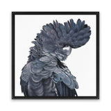 Shop Theo The Black Cockatoo (Square) Canvas Art Print-Animals, Birds, Black, Grey, Square, View All-framed wall decor artwork