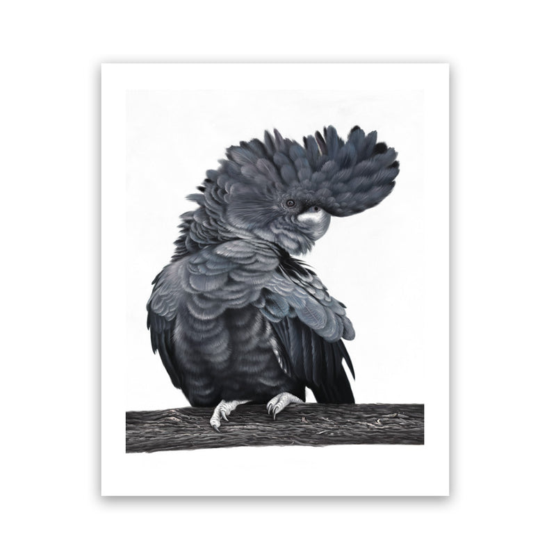 Shop Theo The Black Cockatoo Art Print-Animals, Birds, Black, Grey, Portrait, Rectangle, View All-framed painted poster wall decor artwork